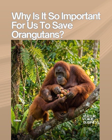 Why International Orangutan Day Matters